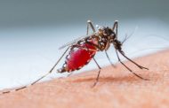5 Surprising Home Remedies for Dengue Fever
