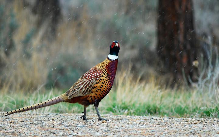 Vote to continue commercial pheasant preserves ruffles feathers